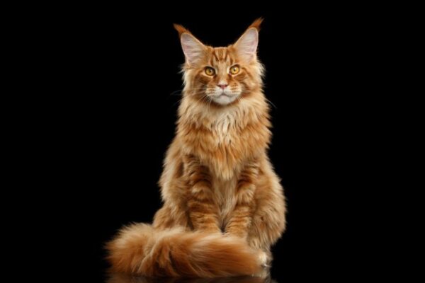 rudy Maine Coon na czarnym tle
