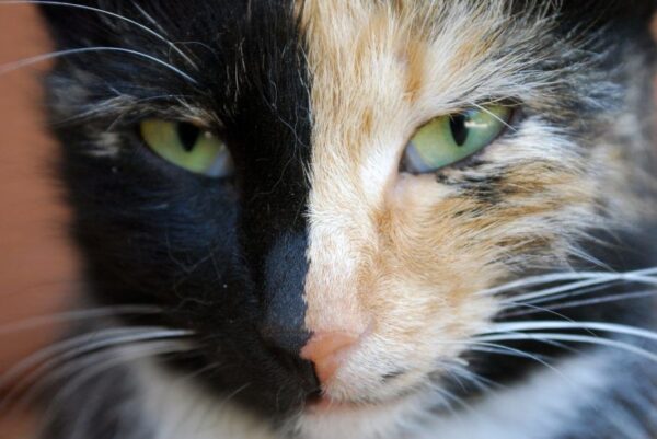 kocia chimera