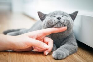 Kot jest głaskany pod brodą