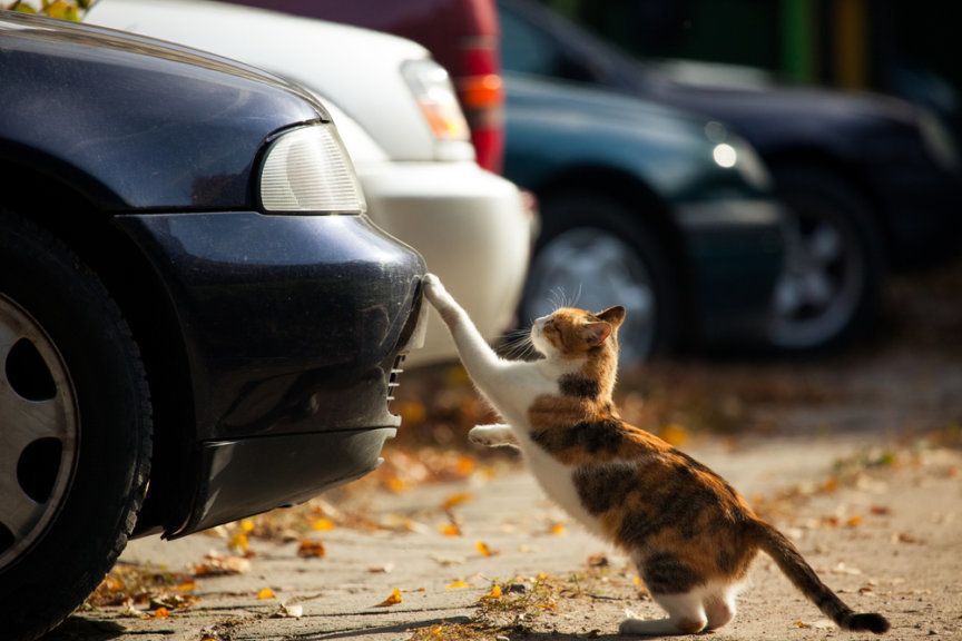 Potrącony kot, samochód i kot