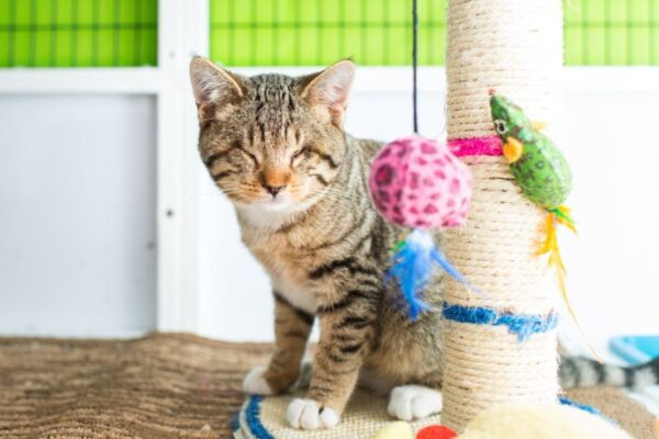 adopcja niewidomego kota