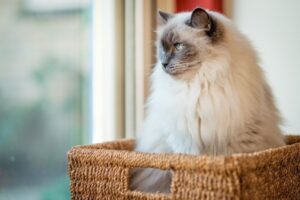 kot rasy ragdoll patrzy przez okno