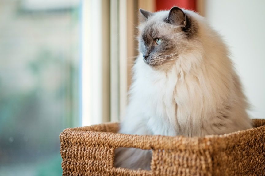 kot rasy ragdoll patrzy przez okno