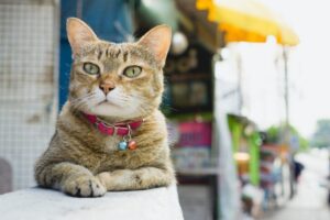 fot. Shutterstock