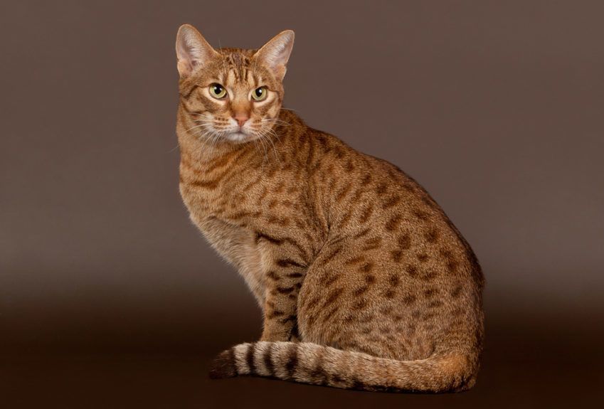 kot ocicat