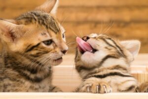 allogrooming