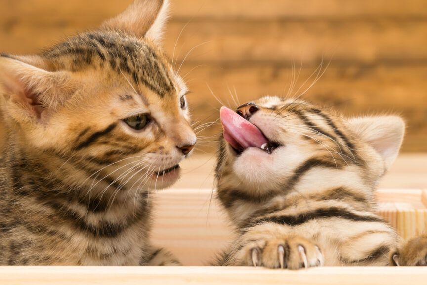 allogrooming
