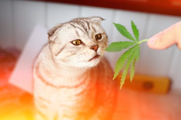 marihuana i kot