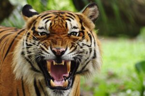 tygrys bengalski
