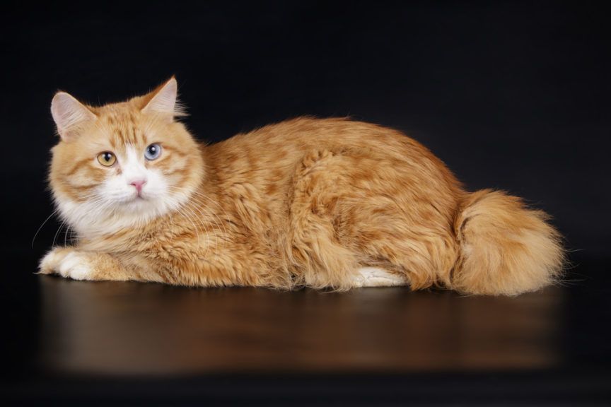 kurylski bobtail