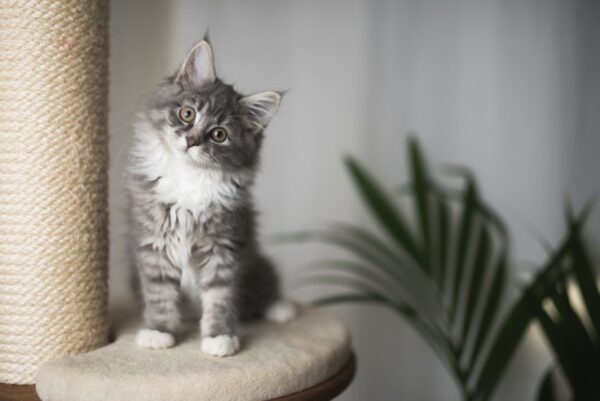 kot przekręca głowę na bok