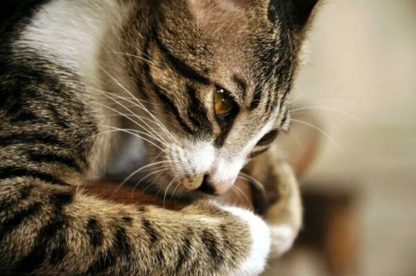 wypadający odbyt u kota