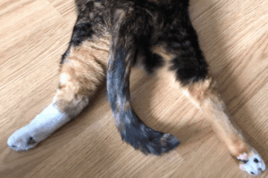 sploot u kotów