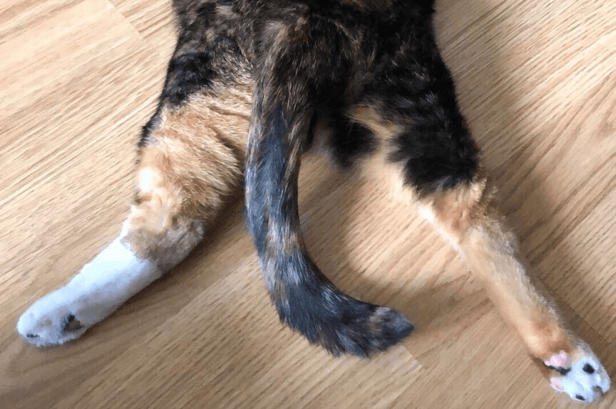 sploot u kotów