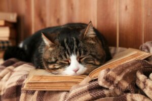 jak ułatwić życie starszemu kotu