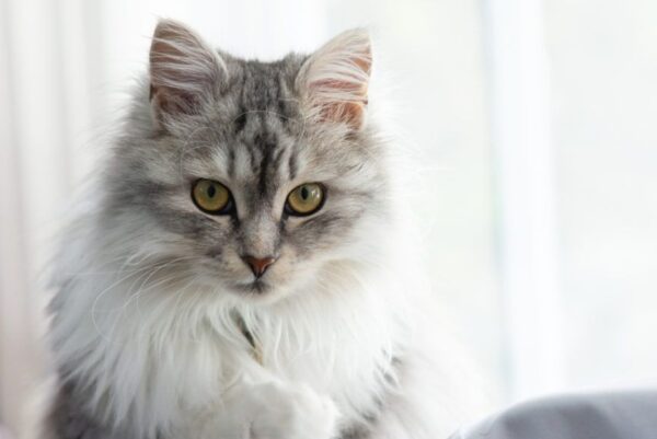 jaki jest kot syberyjski