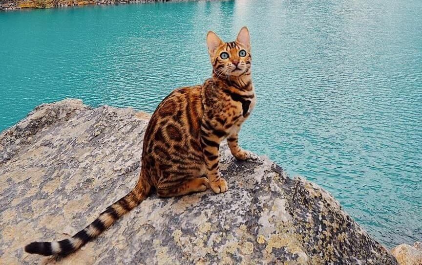 suki kot bengalski
