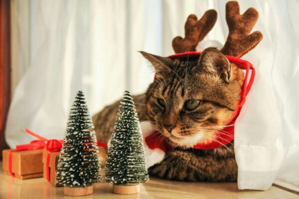 zwyczaje świąteczne