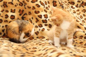 przyjaźń kota i świnki morskiej