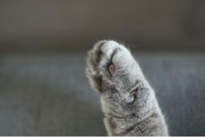 Jak dbać o łapy kota, by zawsze były zdrowe i miękkie? Nie jest to trudne, wystarczy regularność i odpowiednio dobrane \