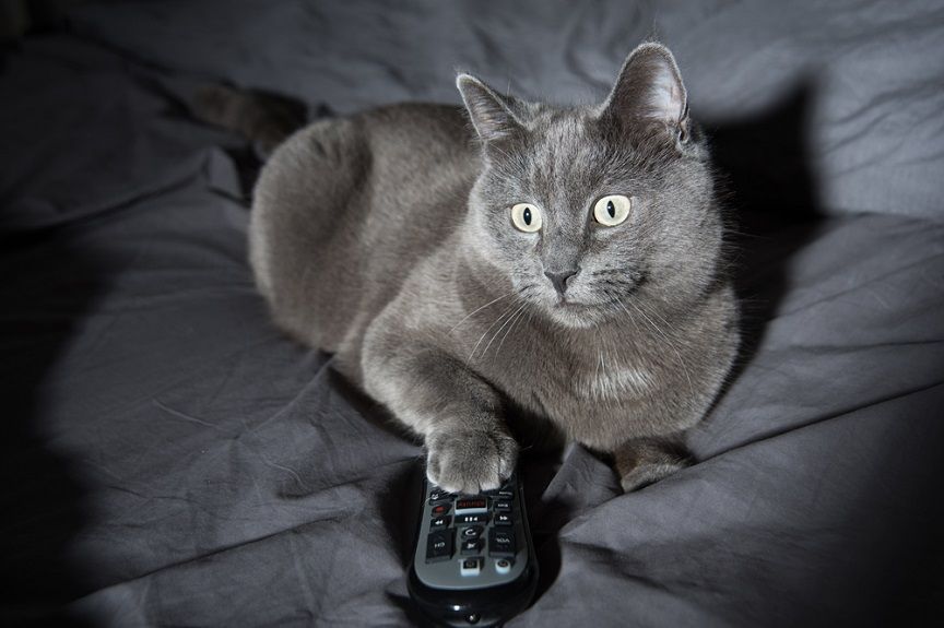 Telewizja dla kotów zdobyła duże uznanie.