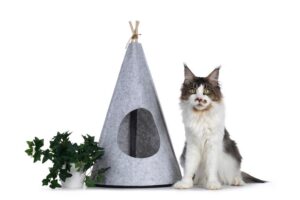 tipi dla kota