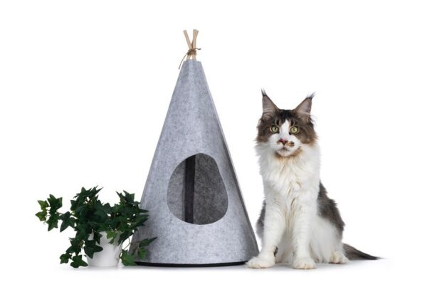 tipi dla kota