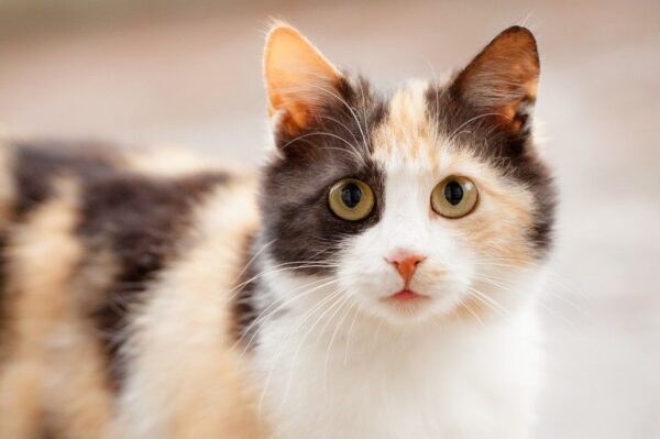 jak zaimponować kotu