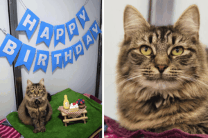 urodziny schroniskowego kota