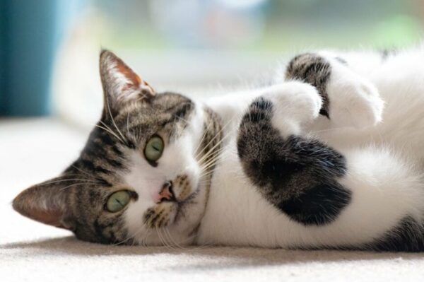 pod jednym dachem z kotem