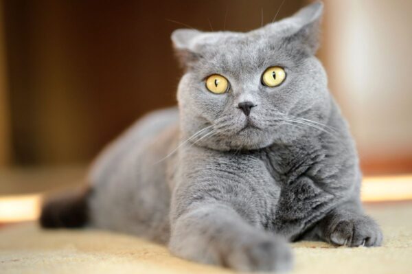 bezpieczeństwo kota