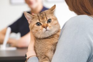 Choroby układu moczowego u kotów