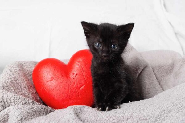 terrassa wstrzymuje adopcje czarnych kotów