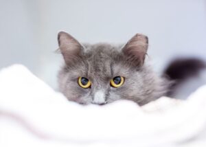 wspierać kota w trudnych momentach