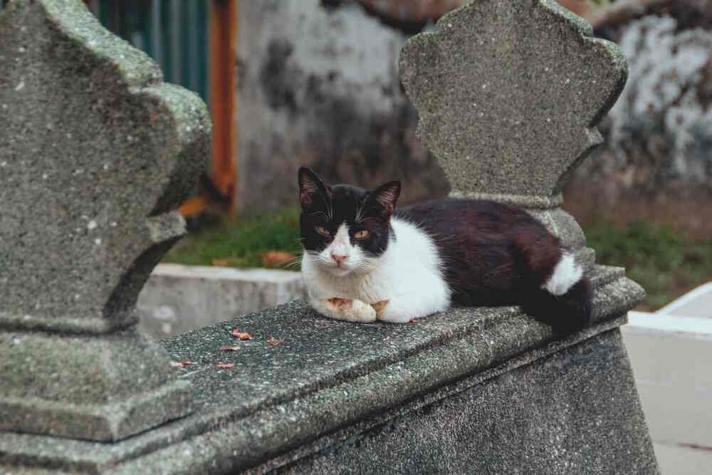 co się dzieje z kotem po śmierci opiekuna