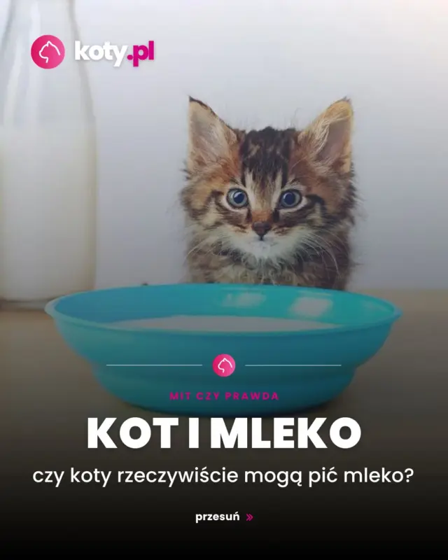No bo cóż, kto nie kojarzy kota Filemona, który rzadko odklejał się od miseczki mleka? 🙄