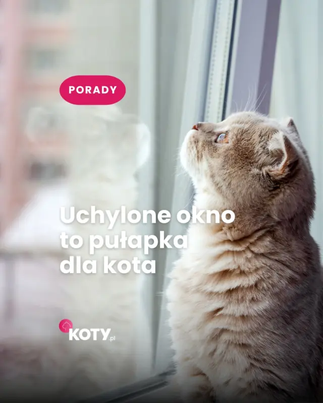 To jedno z tych domowych zagrożeń, które łatwo przeoczyć - a dla kota uchylone okno może stać się pułapką 🪟🐱