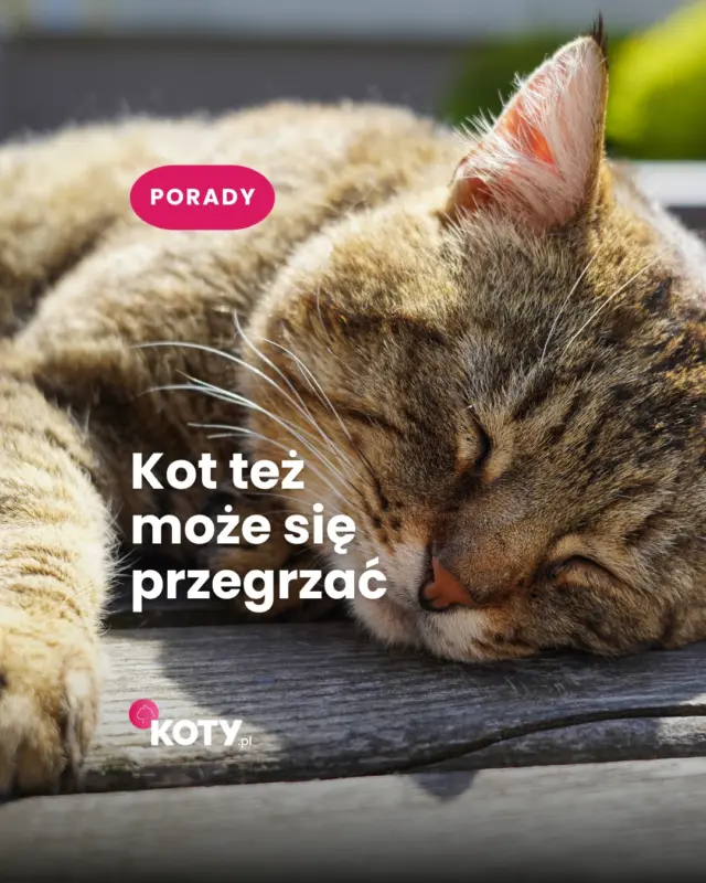 Koty też źle znoszą upały - nie zapominaj o wodzie, cieniu i chłodnym miejscu do odpoczynku 🐱☀️