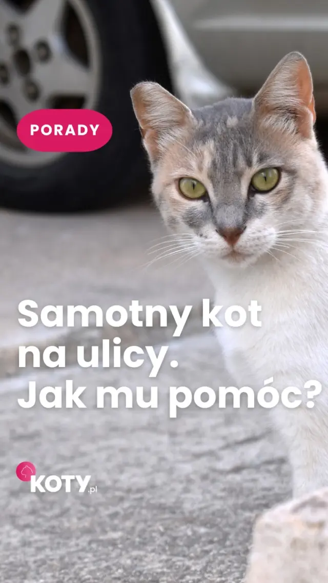 Znalazłeś samotnego kota i nie wiesz, co zrobić? 🐱Najpierw oceń sytuację, zadbaj o jego bezpieczeństwo i sprawdź, czy ma czip. Czasem jeden telefon do weterynarza, fundacji lub schroniska naprawdę może uratować mu życie.Zapisz ten film - może kiedyś się przydać 🚨
