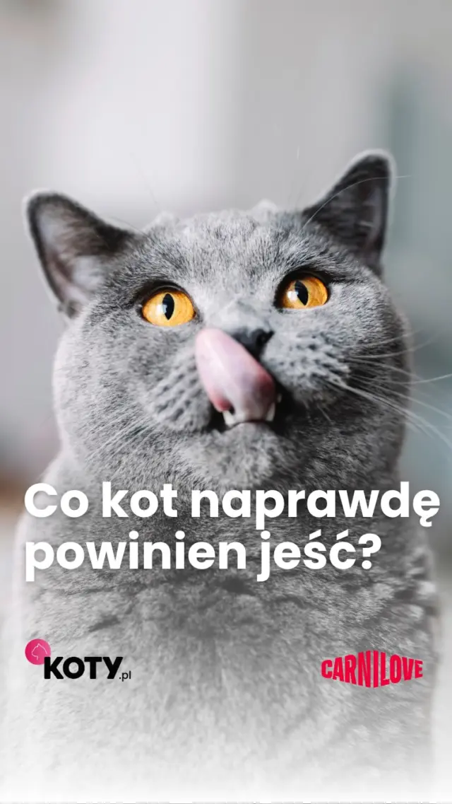 Kot niewychodzący nie musi rezygnować z życia zgodnego ze swoją naturą🐈‍⬛ 
Zabawa w polowanie, obserwowanie świata z bezpiecznego balkonu i odpowiednio skomponowana dieta - to właśnie te małe rzeczy robią wielką różnicę🐾
A w kociej misce? Dużo mięsa i odpowiednie nawodnienie💧🥩 CARNILOVE – 90% mięsa i podrobów, bez zbóż, w różnych smakach.Bo szczęśliwy kot to kot, którego naturalne potrzeby są zaopiekowane❤️#CARNILOVE #CarniloveCats #kot #kocianatura #kotniewychodzący