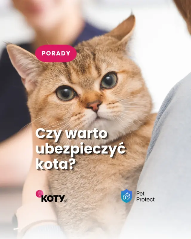 Ubezpieczenie kota? 🐱 Tak, to naprawdę istnieje. Ale co właściwie daje taka polisa?W nowym cyklu PetProtect wyjaśniamy, jak działa ubezpieczenie zwierzęcia, na co zwrócić uwagę i kiedy może się przydać. Zaczynamy od podstaw 👇
