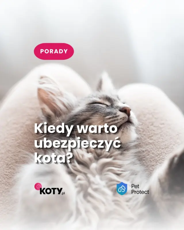 Myślisz, że ubezpieczenie kota ma sens dopiero wtedy, kiedy zaczynają się problemy ze zdrowiem? Właśnie wtedy może być już za późno🤚
Jeśli Twój kot ma kilka lat, to może być właśnie dobry moment, żeby sprawdzić dostępne opcje 🐱❤️