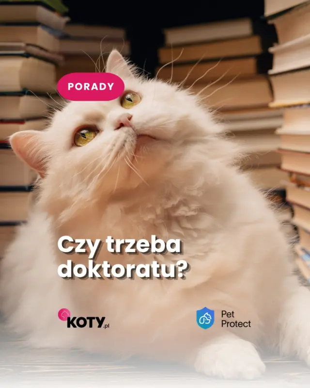 Można mieć za mało informacji o ubezpieczeniu kota, ale można też mieć ich… zdecydowanie za dużo 🫣
Wystarczy kilka prostych pytań, aby zacząć świadomie porównywać oferty.
W tym video dowiesz się, jakie to pytania 🧐🐾
