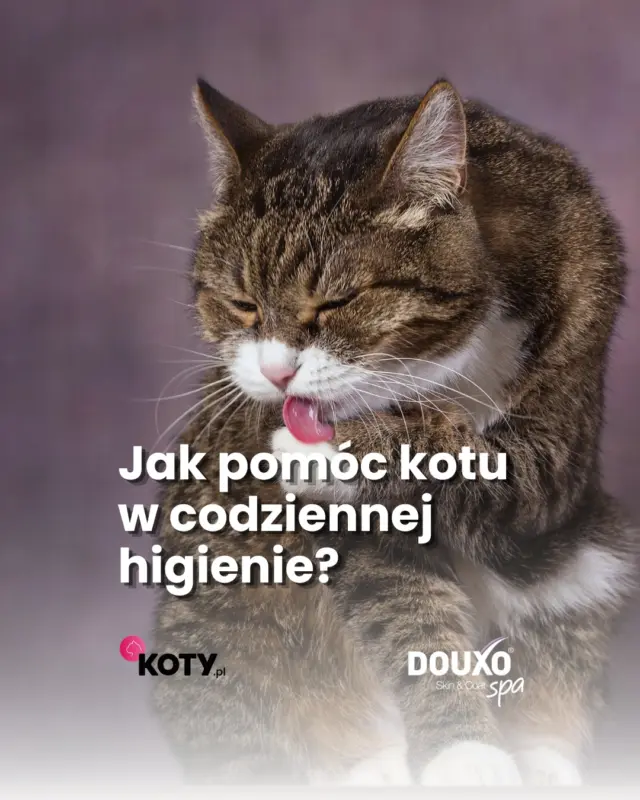Koty są mistrzami w dbaniu o własną higienę, ale czasem nawet one potrzebują małej pomocy.
Gdy kąpiel oznacza niepotrzebny stres, z pomocą przychodzą rozwiązania DOUXO SPA, które pozwalają delikatnie zadbać o czystość i komfort kota bez tradycyjnego mycia 🐱🫧
Sprawdź, kiedy warto wkroczyć do akcji i pomóc swojemu mruczkowi ❤️