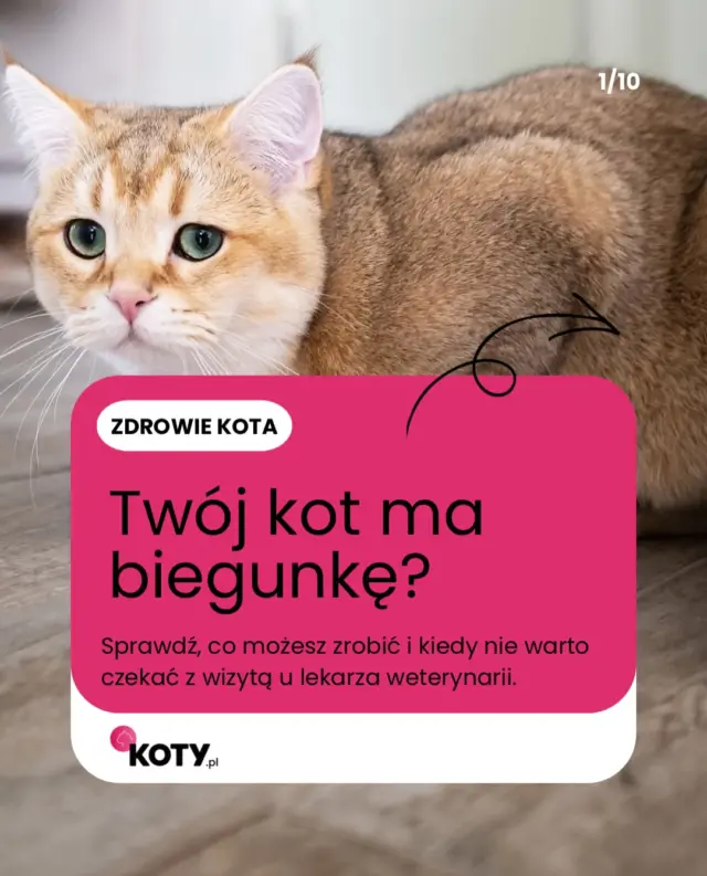 Kocia biegunka? Nie ignoruj jej!
Czasem winny jest stres lub zmiana karmy, a czasem jelita potrzebują dodatkowego wsparcia ❤️🐱 jak reagować i kiedy warto działać? Tutaj znajdziesz odpowiedź ☝🏻