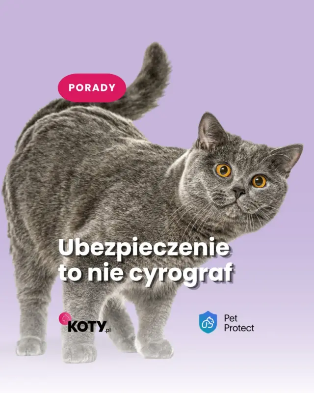 Chcesz sprawdzić, jak wygląda oferta dla Twojego kota? Link do artykułu w bio ☝️
