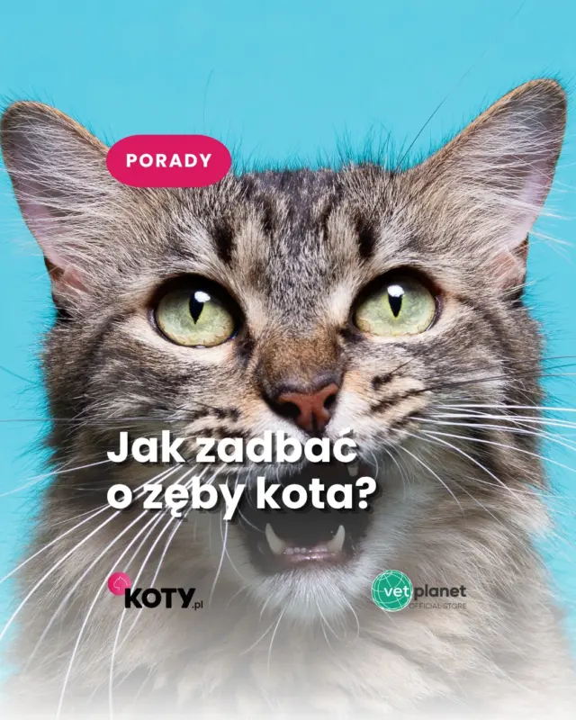 Nieprzyjemny zapach z pyszczka kota to nie „taki jego urok” 👀
O kocie zęby warto zadbać, zanim pojawi się problem. Poznaj produkty Caryodent stworzone z myślą o codziennej higienie jamy ustnej kota 🦷❤️