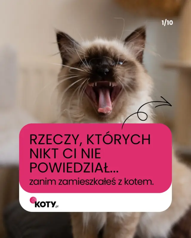 Są rzeczy, które rozumie się dopiero wtedy, kiedy dzieli się dom z kotem 🐈 ile punktów z naszej listy brzmi znajomo? Dopisalibyście coś jeszcze? 😏