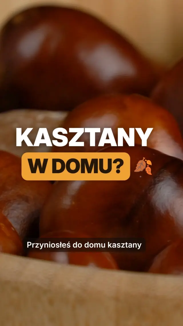Czy kasztany są trujące dla kota? Tak. I nie, nie mówię tego, żeby nikt nie ruszał moich zabawek 🐱🌰W Polsce kasztany to nasiona kasztanowca, nie jadalne kasztany z amerykańskich przepisów. Zawierają saponiny, trujące dla ludzi i zwierząt, i to w liściach, owocach i nasionach. Sam kontakt kotu nie zaszkodzi. Problem zaczyna się, gdy kot kasztana pogryzie albo podrapie. Koty mają niską masę ciała, więc do objawów wystarczy niewielka ilość: wymioty, biegunka, silne pobudzenie albo apatia, powiększone źrenice, zaburzenia równowagi.Jeśli twój kot lubi gryźć kasztany, zabierz mu je i daj bezpieczną zabawkę. Podejrzewasz, że coś zjadł? Zgłoś się do lekarza weterynarii.Link do artykułu w bio 👆🏻🔗