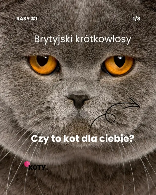 Brytyjski krótkowłosy wygląda jak pluszowy miś, ale do noszenia na rękach się nie zapisywał 😉 spokojny, cierpliwy, niekonfliktowy. Rzadko miauczy, zwykle wybiera jedną osobę i trzyma lekki dystans. Pielęgnacja jest łatwa, za to apetyt duży 😋 link do szczegółowego artykułu na temat tej rasy znajdziesz w naszym bio 🔗🐾🐱